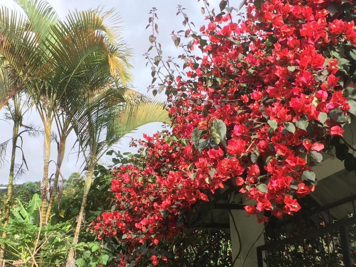 Finca Flora Del Rio, Habitacion Las Orquideas Pijao Dış mekan fotoğraf